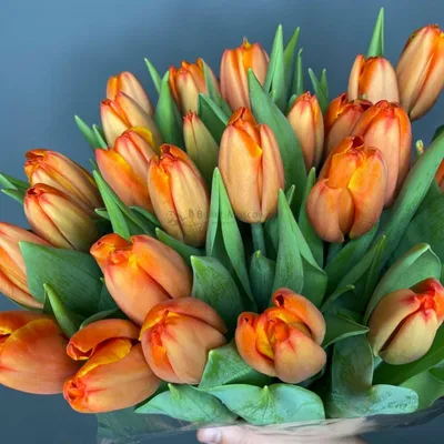 Тюльпаны оранжевые фото фотографии