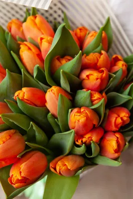 ✿ Купить оранжевые тюльпаны с доставкой в Санкт-Петербурге ✿