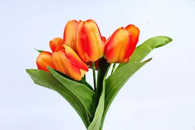 Букет из 15 пионовидных оранжевых тюльпанов купить в Краснодаре