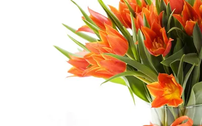 Оранжевые тюльпаны | ○Красота природы○ 🌺🌺🌺 | Дзен