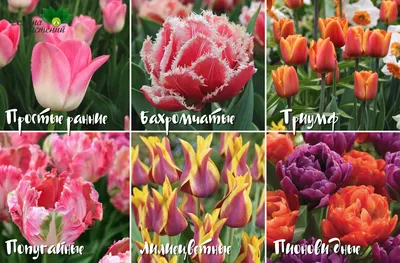 Тюльпаны разновидности фото фотографии