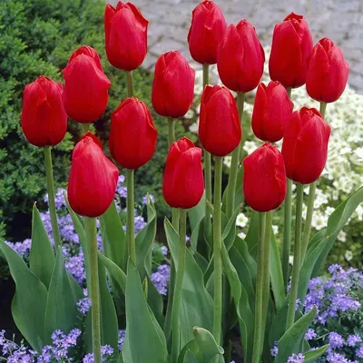 Такие разные тюльпаны. История весеннего цветка: Идеи и вдохновение в  журнале Ярмарки Мастеров