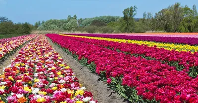 11 миллионов тюльпанов вырастят в Калуге к 8 Марта