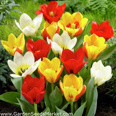 Вечные вопросы: можно ли сажать рядом разные сорта тюльпанов? | В цветнике  (Огород.ru)