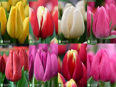Парад тюльпанов: виды и сорта любимой культуры | Интернет-магазин садовых  растений