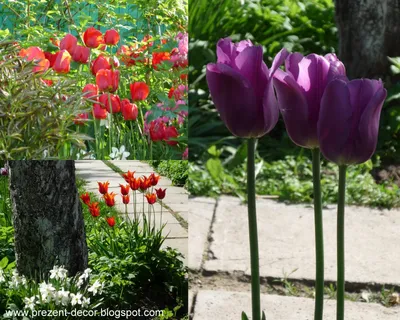 Скачать 1280x1024 тюльпаны, разные, цветы, яркие, клумба, красота обои,  картинки стандарт 5:4