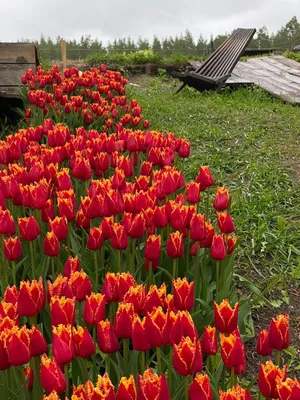 prezent-decor : Тюльпаны бывают разные.../ Tulips are different...