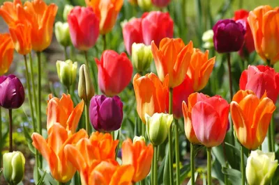Такие разные тюльпаны. История весеннего цветка | Журнал Ярмарки Мастеров
