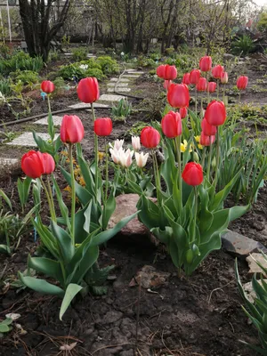 Скачать 800x1200 тюльпаны, разные, цветы, клумба, весна, солнечно обои,  картинки iphone 4s/4 for parallax