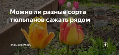 На старт, внимание... | Чьи в саду шишки | Дзен