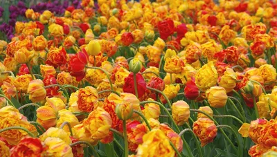 Такие разные тюльпаны. История весеннего цветка: Идеи и вдохновение в  журнале Ярмарки Мастеров