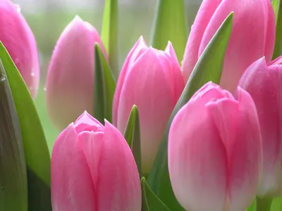 разные цветы и цветущие тюльпаны в лк Стоковое Фото - изображение  насчитывающей природа, завод: 165815636