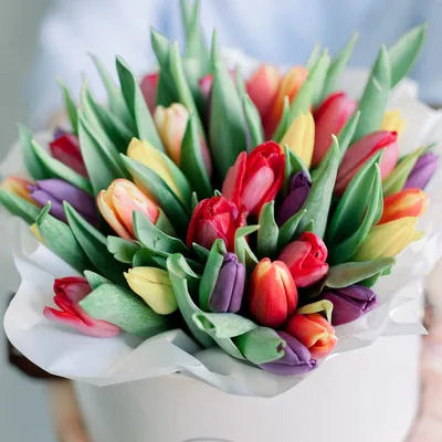 Тюльпан (Tulipa) - «Великолепные тюльпаны. Лучшее украшение весеннего сада.  Многообразие сортов, посадка и уход.» | отзывы