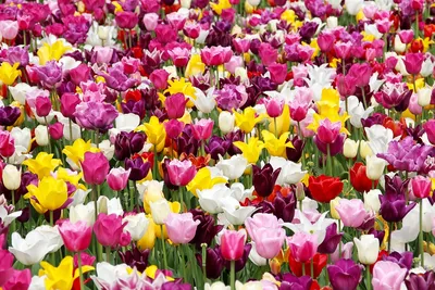 К чему снятся тюльпаны по соннику: толкование снов про тюльпаны по сонникам  Миллера, Ванги, Фрейда, Лоффа
