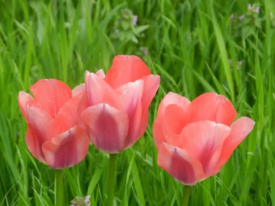 Волшебный цветок Востока - тюльпан - Детский Портал Знаний