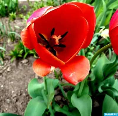 Тюльпан (Tulipa) - «Такие разные тюльпаны и все нежные и прекрасны.  Похвастаюсь и расскажу, где покупали луковицы. Конечно же фото)) » | отзывы