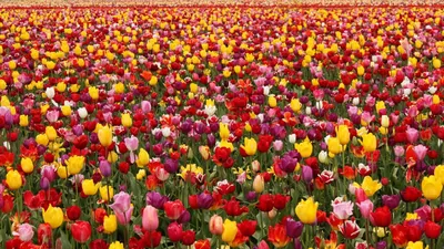 Фон рабочего стола где видно тюльпаны разные, весенние цветы, красивые  обои, Tulips early, spring flowers, beautiful wallpaper