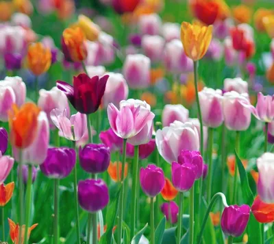 Скачать 1920x1080 тюльпаны, цветы, поле, разные, много, весна обои,  картинки full hd, hdtv, fhd, 1080p