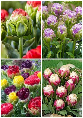 Цветочное мороженое🍦. Тюльпаны сорта Ice Cream. #Matla_Flowers | Tulips,  Flowers, Garden