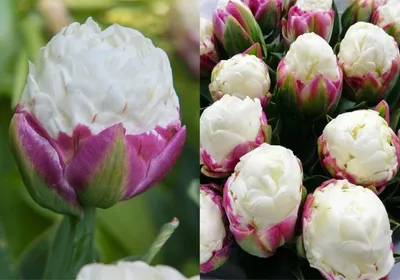 Тюльпаны, о существовании которых вы даже не догадывались: 10 фото с  цветами, похожими на мороженое