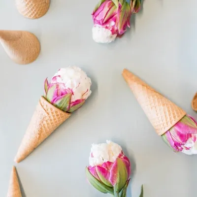 Тюльпан мороженое - уникальный сорт с белым конусом, выходящим из