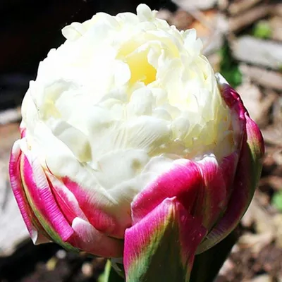 Кому и когда дарят белые тюльпаны: традиции и советы