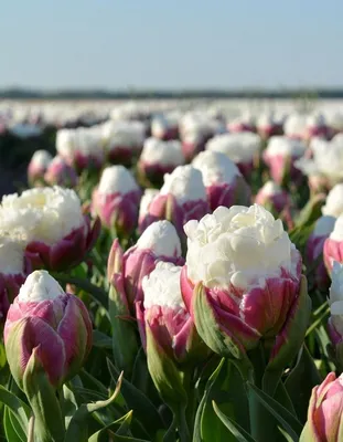 Французские тюльпаны в букете «Тюльпановое мороженое» цена 2 950 грн купить  букет с доставкой по Львову - Kvitna - Прунус, Тюльпан пионовидный,  Эвкалипт Розовый