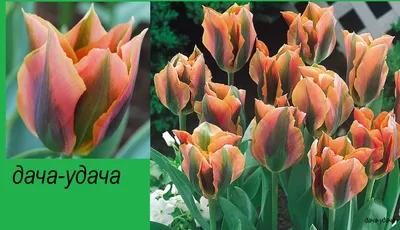 Сад для души: Самые шикарные сорта тюльпанов фото