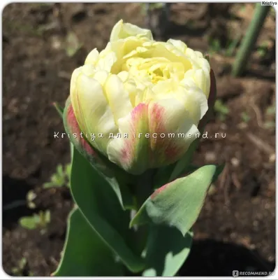 Тюльпан - \"Пломбир\" | Тюльпан сорта \"Айс Крим\" — одна из самых удивительных  и красивых разновидностей этих цветов. Мороженым его прозвали по понятным  причинам: очень уж он, с... | By Flower Power.