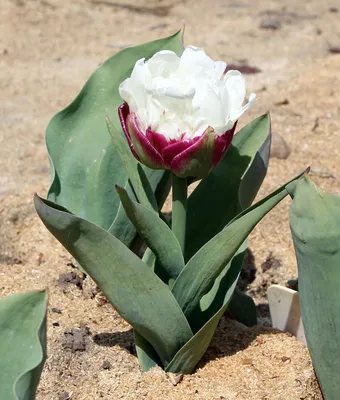 У садоводов становится популярным новый сорт тюльпанов, которые выглядят  как мороженое