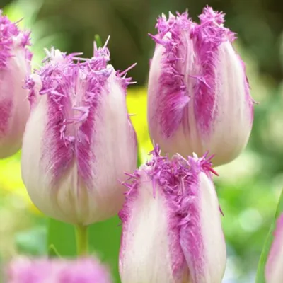 Сад для души: Самые шикарные сорта тюльпанов фото