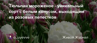 Купить тюльпан сорт мороженое луковицы — купить по низкой цене на Яндекс  Маркете