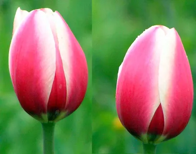 Тюльпан (Tulipa) - «♧ Моя (пока) скромная коллекция. Сложности выращивания  сортовых тюльпанов на \"тяжелой\" почве. Подготовка тюльпанов к посадке,  подкормка и уход.» | отзывы