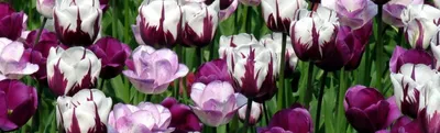 В Запорожском ботаническом саду распустились тюльпаны -- новости Запорожье