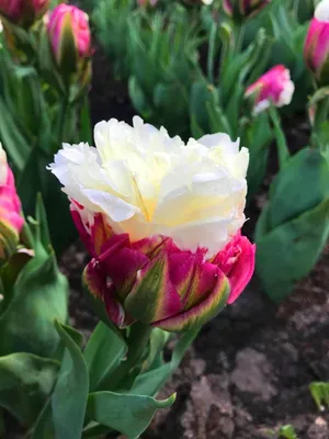 Тюльпан сорт Weisse Berliner (Вайсс Берлинер) - «Многоцветковый тюльпан» |  отзывы