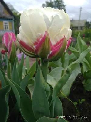 Тюльпан-мороженое: в сети обсуждают новый вид цветов (фото)
