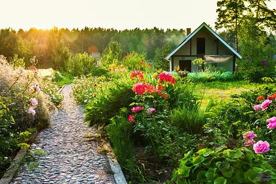 Тюльпан дарвинов гибрид Дизайн Импрешн с доставкой! 🌱 [764142]