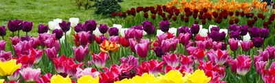 7 минут весны 🌷 ТЮЛЬПАНЫ в моем саду 2015 🌷 Tulips in my garden - YouTube