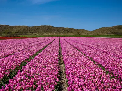Почему тюльпаны стали символом Голландии? | РУССКИЙ БУКЕТ