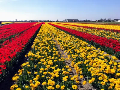 Поля тюльпанов в Нидерландах | Пикабу