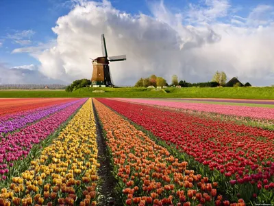 Цветочные поля Голландии | BestMaps - спутниковые фотографии и карты всего  мира онлайн