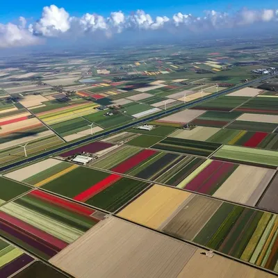 Поля тюльпанов в Голландии | National geographic travel, Tulip fields,  Travel photography