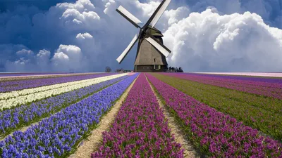 Парад голландских тюльпанов * Интернет-магазин Flowers Country - цветы с  доставкой