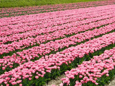 Тюльпаны в Голландии редакционное фото. изображение насчитывающей ковер -  189680806