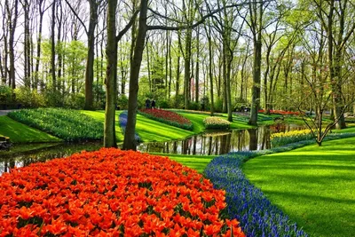 Когда цветут поля тюльпанов в Нидерландах? | Amsterdam on Air