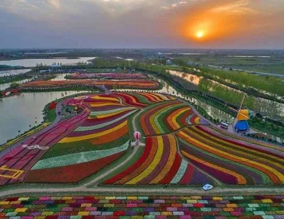 Фотообои Поле тюльпанов в Голландии купить на стену • Эко Обои
