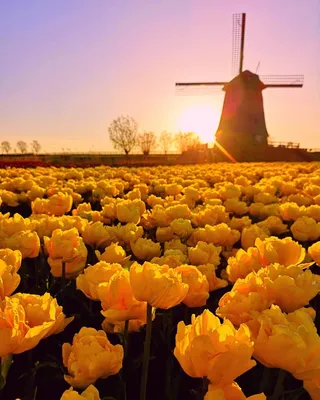Поля тюльпанов в Нидерландах : r/Pikabu