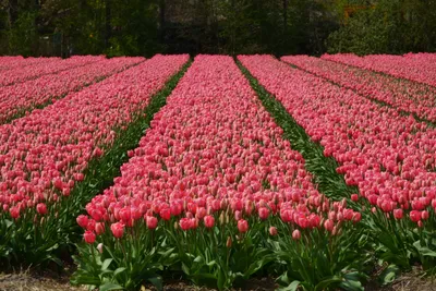 Голландия тюльпаны - фото и картинки: 56 штук