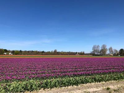 Картина по номерам \"Фестиваль тюльпанов в Голландии\"
