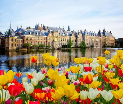 Праздник тюльпанов в Голландии - INCtour - Туроператор, Мастер  экскурсионных туров